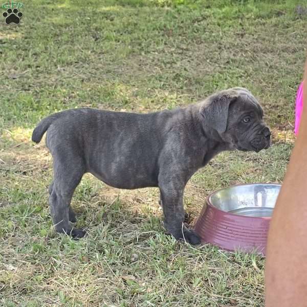 Anna, Cane Corso Puppy