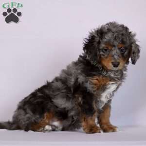 Corbin, Cavapoo Puppy