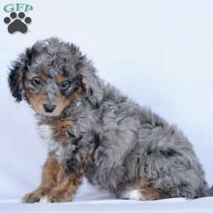 Corbin, Cavapoo Puppy