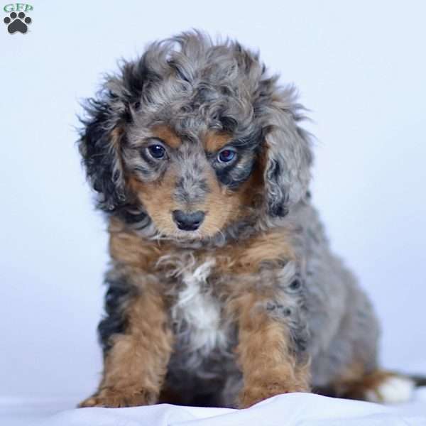 Corbin, Cavapoo Puppy