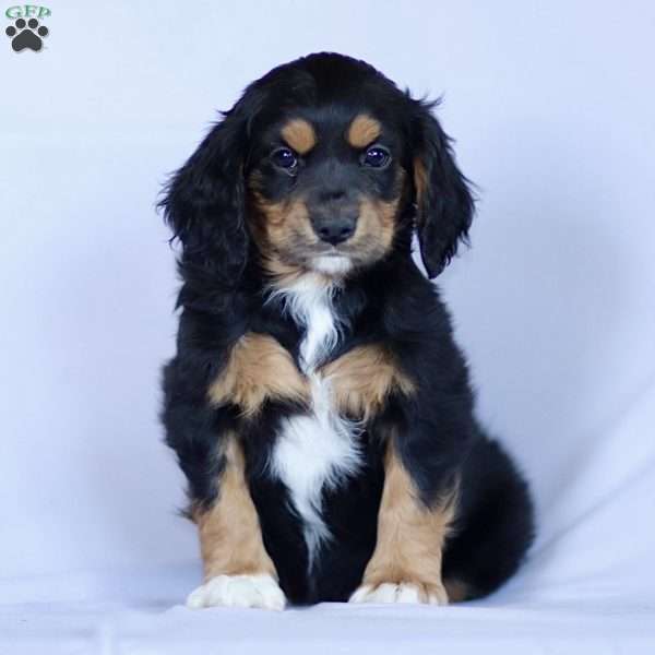 Cassidy, Cavapoo Puppy