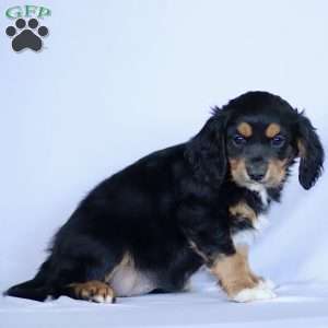 Cassidy, Cavapoo Puppy