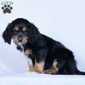 Cassidy, Cavapoo Puppy
