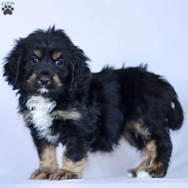Chase, Cavapoo Puppy