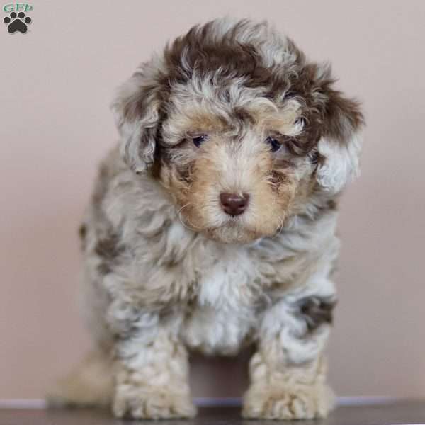 Megan, Toy Poodle Puppy