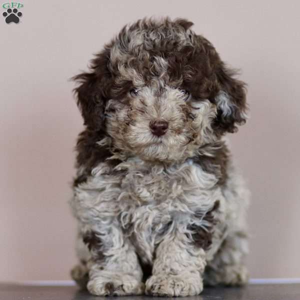 Molly, Toy Poodle Puppy