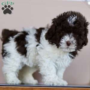 Mason, Toy Poodle Puppy