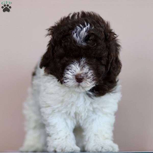Mason, Toy Poodle Puppy