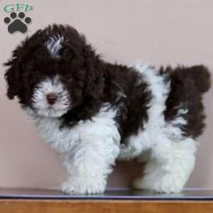 Mason, Toy Poodle Puppy