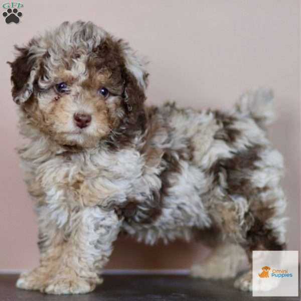 Mabel, Toy Poodle Puppy