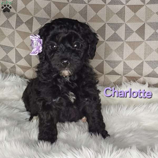 Charlotte, Mini Labradoodle Puppy