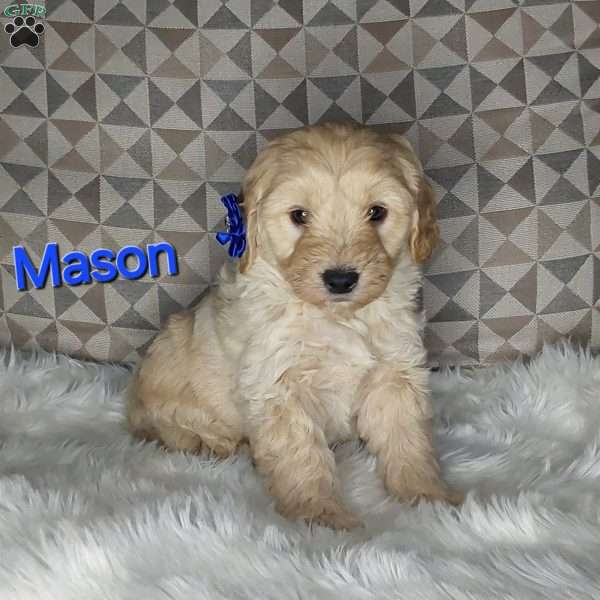 Mason, Mini Labradoodle Puppy