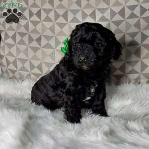 Maggie, Mini Labradoodle Puppy