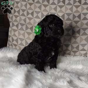 Maggie, Mini Labradoodle Puppy