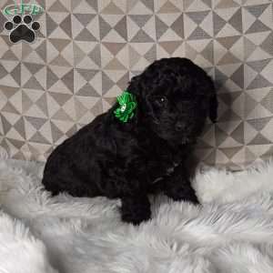 Maggie, Mini Labradoodle Puppy