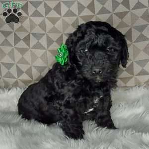 Maggie, Mini Labradoodle Puppy