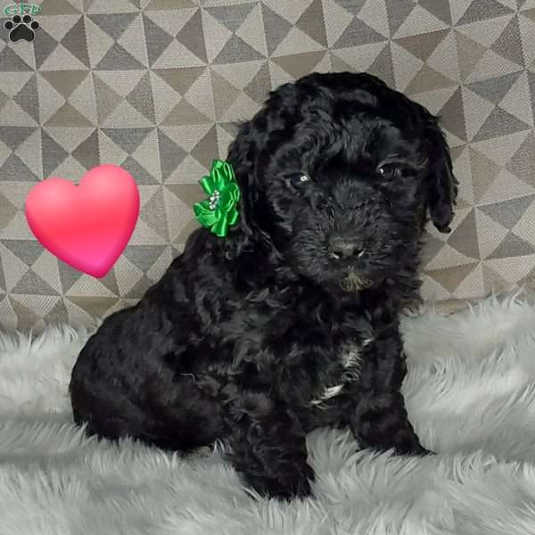 Maggie, Mini Labradoodle Puppy