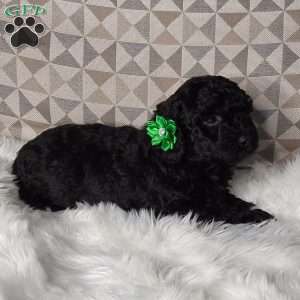 Maggie, Mini Labradoodle Puppy