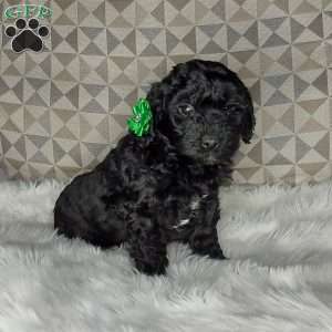 Maggie, Mini Labradoodle Puppy