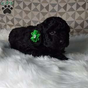 Maggie, Mini Labradoodle Puppy
