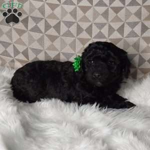 Maggie, Mini Labradoodle Puppy