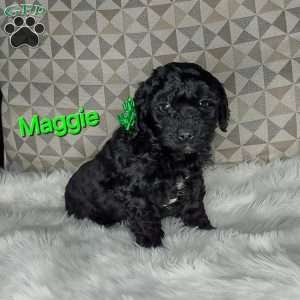Maggie, Mini Labradoodle Puppy