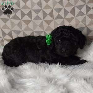 Maggie, Mini Labradoodle Puppy
