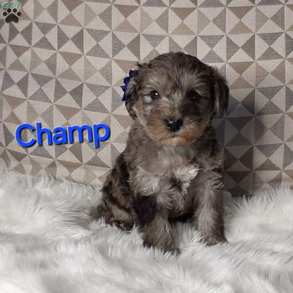 Champ, Mini Labradoodle Puppy