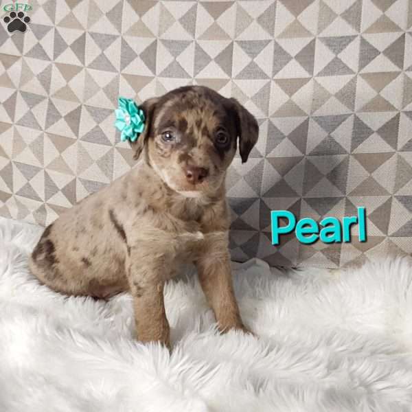 Pearl, Mini Labradoodle Puppy