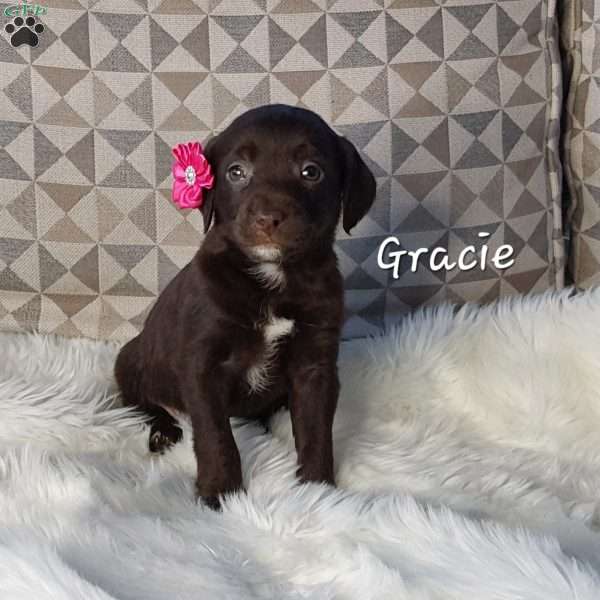 Gracie, Mini Labradoodle Puppy
