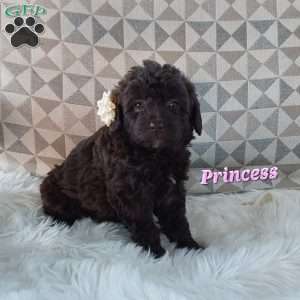 Princess, Mini Labradoodle Puppy
