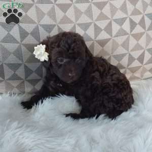 Princess, Mini Labradoodle Puppy