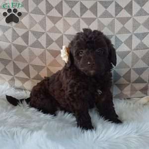 Princess, Mini Labradoodle Puppy