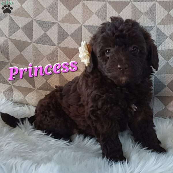 Princess, Mini Labradoodle Puppy