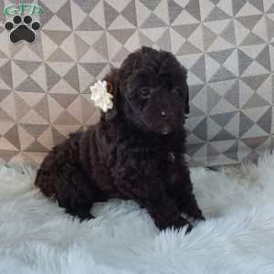 Princess, Mini Labradoodle Puppy