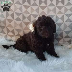 Princess, Mini Labradoodle Puppy