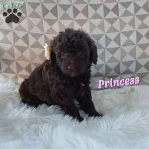 Princess, Mini Labradoodle Puppy