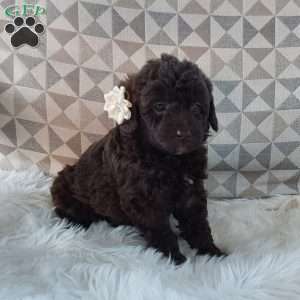 Princess, Mini Labradoodle Puppy