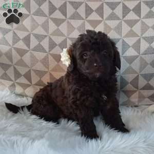 Princess, Mini Labradoodle Puppy
