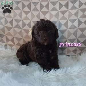Princess, Mini Labradoodle Puppy