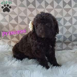 Princess, Mini Labradoodle Puppy