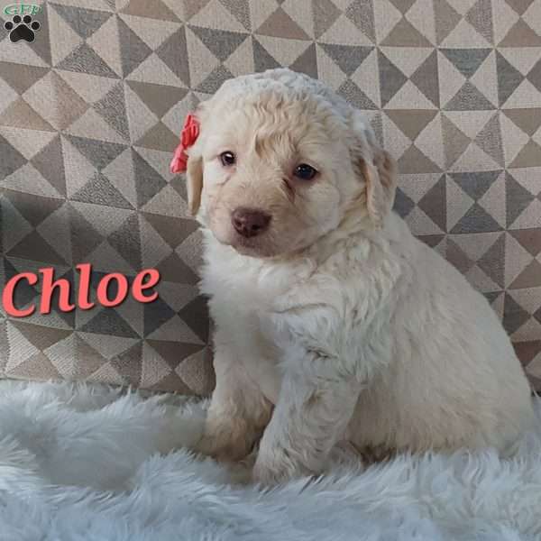 Chloe, Mini Labradoodle Puppy