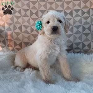 Captain, Mini Labradoodle Puppy