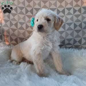 Captain, Mini Labradoodle Puppy