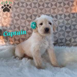 Captain, Mini Labradoodle Puppy