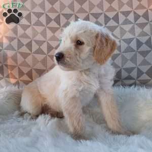 Captain, Mini Labradoodle Puppy