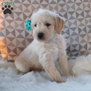 Captain, Mini Labradoodle Puppy