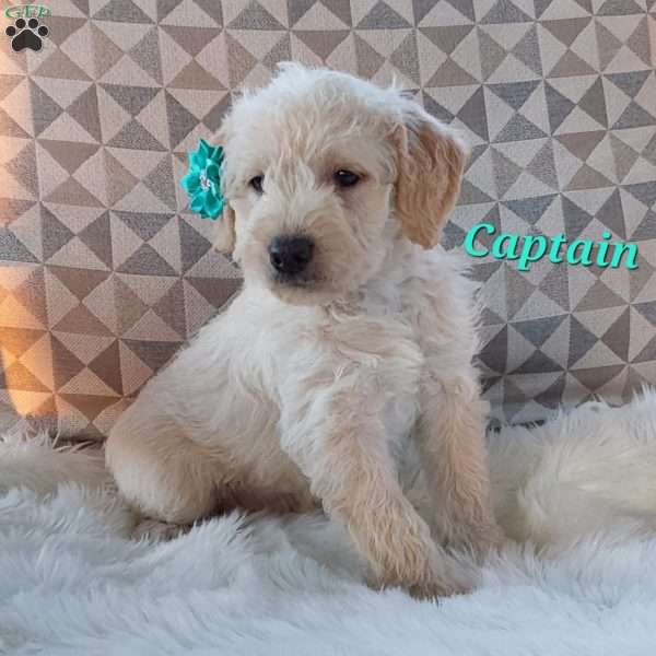 Captain, Mini Labradoodle Puppy