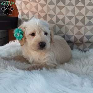 Captain, Mini Labradoodle Puppy