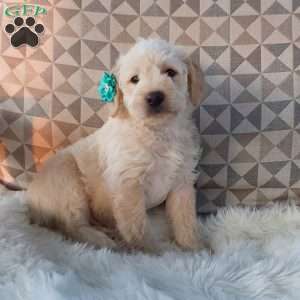 Captain, Mini Labradoodle Puppy